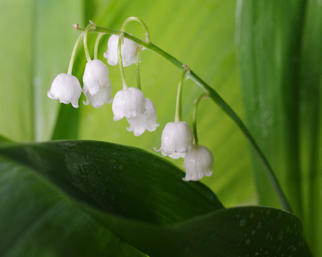 Lily of the Valley Fragrance Oil - Aussie Candle Supplies