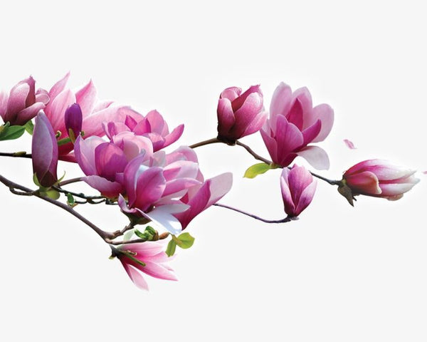 Magnolia blossom Fragrance Oil - Aussie Candle Supplies