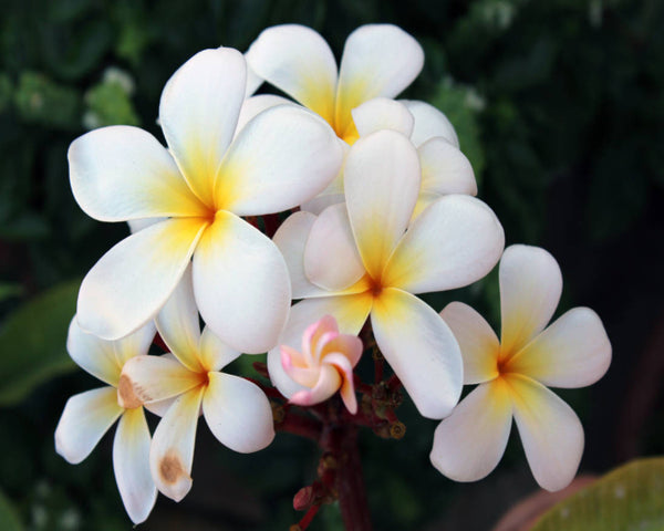 Wild Frangipani Fragrance Oil - Aussie Candle Supplies