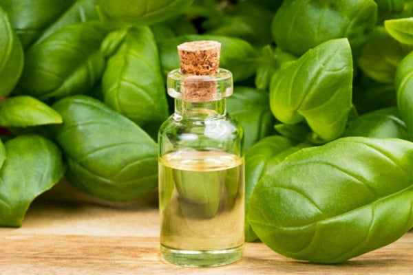 Basil Essential Oil Aussie Candle Supplies