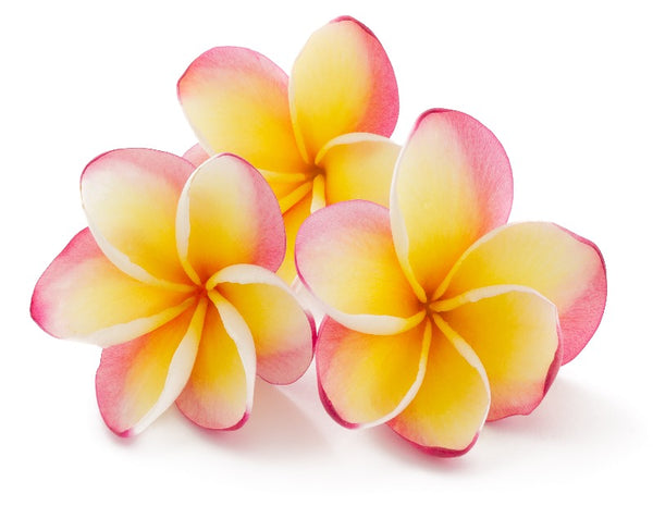 Frangipani Fragrance Oil